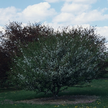 Malus 'Satin Cloud' (033729)