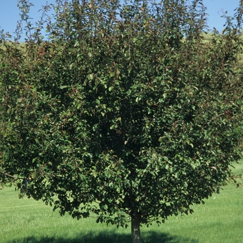 Malus 'Selkirk' (033732)