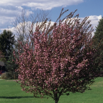 Malus 'Selkirk' (033733)