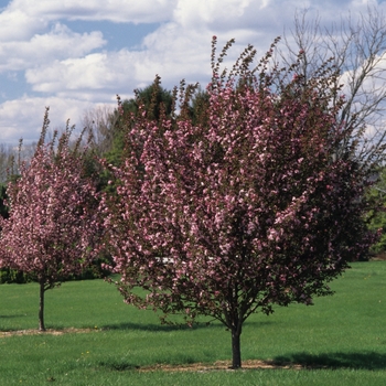 Malus 'Selkirk' (033734)