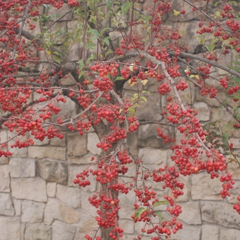 Malus 'White Angel' (033772)