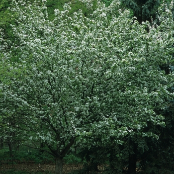 Malus 'Winter Gold' (033773)