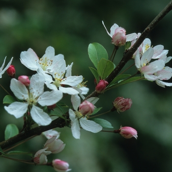 Malus 'Winter Gold' (033774)