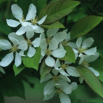 Malus 'Winter Gold' (033775)