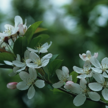 Malus 'Winter Gold' (033776)