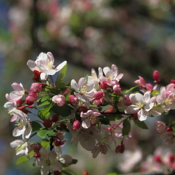 Malus floribunda '' (033779)