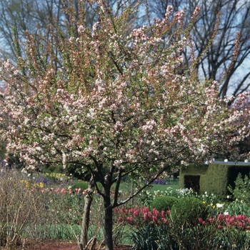 Malus floribunda '' (033780)