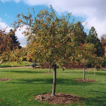 Malus floribunda '' (033781)