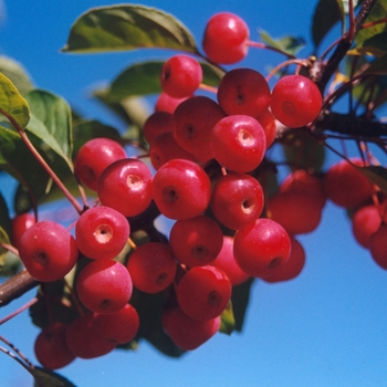 Malus floribunda '' (033782)