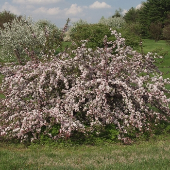 Malus sargentii 'Candymint' (033792)