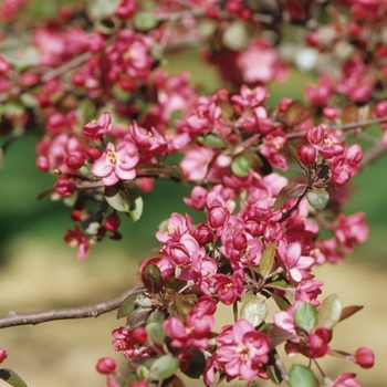 Malus 'Crimson Brilliant' (033804)