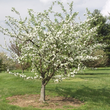 Malus x robusta '' (033806)