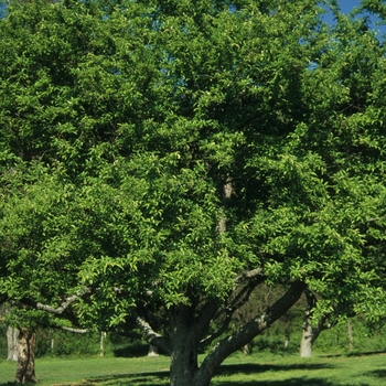 Malus x zumi var. calocarpa '' (033807)