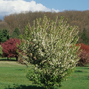 Malus x zumi var. calocarpa '' (033809)