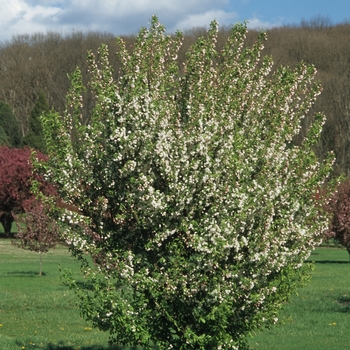 Malus x zumi var. calocarpa '' (033810)