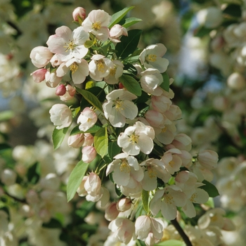 Malus x zumi var. calocarpa '' (033811)