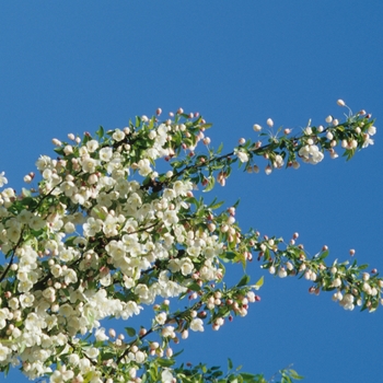 Malus x zumi var. calocarpa '' (033812)