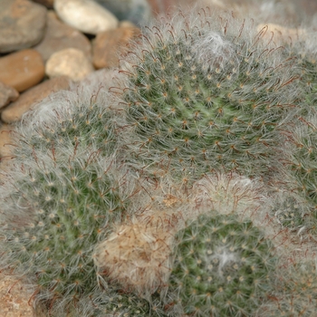 Mammillaria bocasana '' (033820)