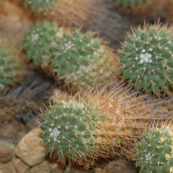 Mammillaria compressa 'Fulvispina' (033822)