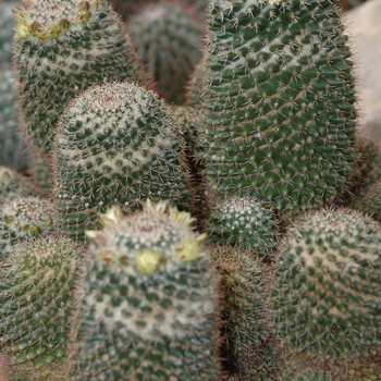 Mammillaria eichlamii '' (033824)