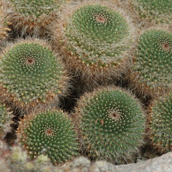 Mammillaria polyedra '' (033826)