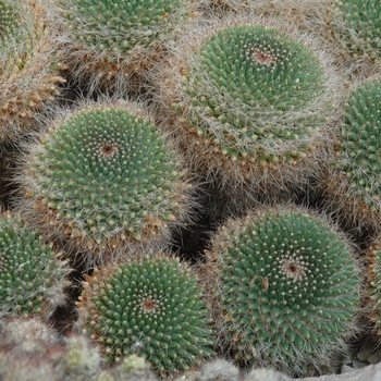 Mammillaria polyedra '' (033827)