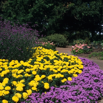 Tagetes erecta Antigua™ 'Gold' (033831)