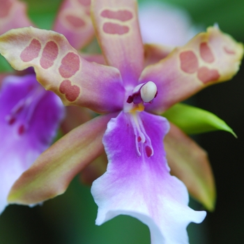 Miltonia grex 'Chocolate Drop' (033859)