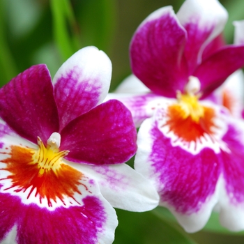 Miltonia grex 'Rodeo' (033861)