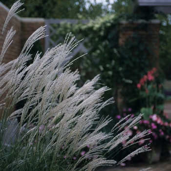 Miscanthus sinensis 'Hercules' (033878)