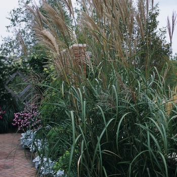 Miscanthus sinensis 'Rigoletto' (033898)