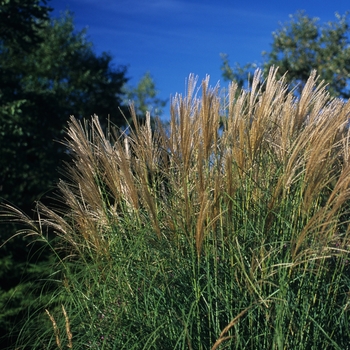 Miscanthus sinensis 'Sarabande' (033900)