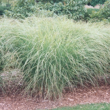 Miscanthus sinensis 'Sarabande' (033902)