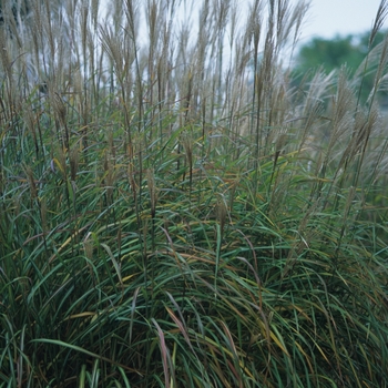 Miscanthus sinensis 'Silver Feather ('Silberfeder')' (033904)