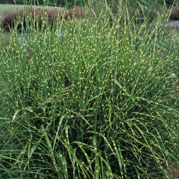 Miscanthus sinensis 'Strictus' (033905)