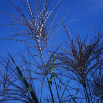 Miscanthus sinensis 'Strictus' (033906)