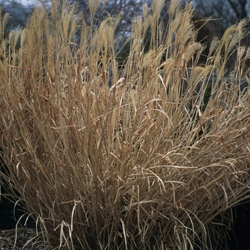 Miscanthus sinensis 'Strictus' (033907)