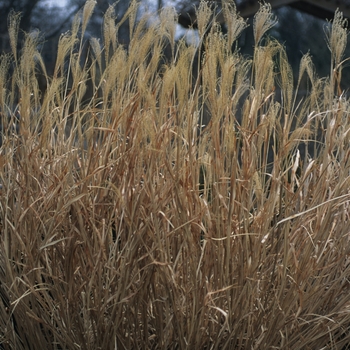 Miscanthus sinensis 'Strictus' (033908)