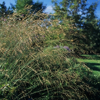 Molinia caerulea ssp. arundinacea 'Transparent' (033921)