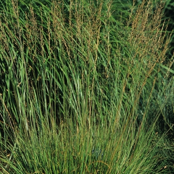 Molinia caerulea '' (033923)