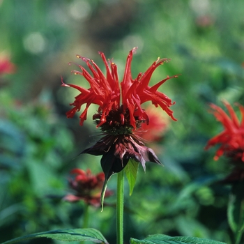 Monarda 'Jacob Cline' (033930)