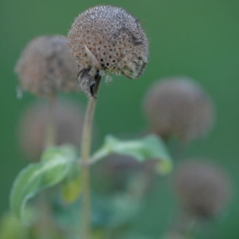 Monarda fistulosa '' (033939)