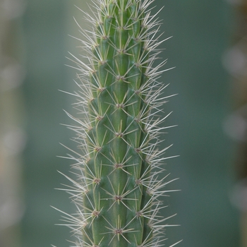 Monvillea cavendishii '' (033940)