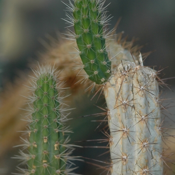 Monvillea cavendishii '' (033941)