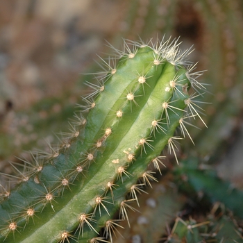 Monvillea cavendishii '' (033942)