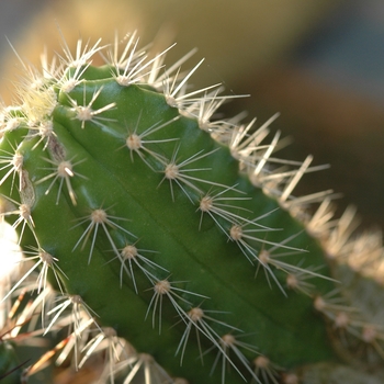 Monvillea cavendishii '' (033943)