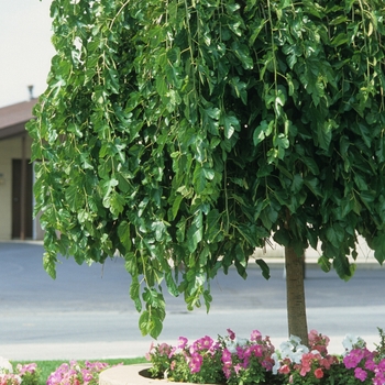 Morus alba 'Chaparral' (033946)