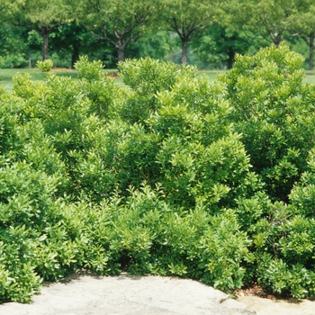 Myrica pensylvanica '' (033958)