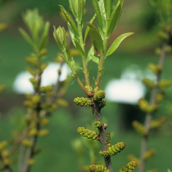 Myrica pensylvanica '' (033959)