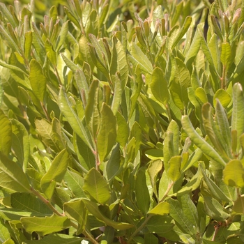 Myrica pensylvanica 'Bobbee™' (033962)